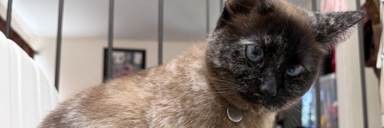 mariana me estafaron no vere a enhypen banner