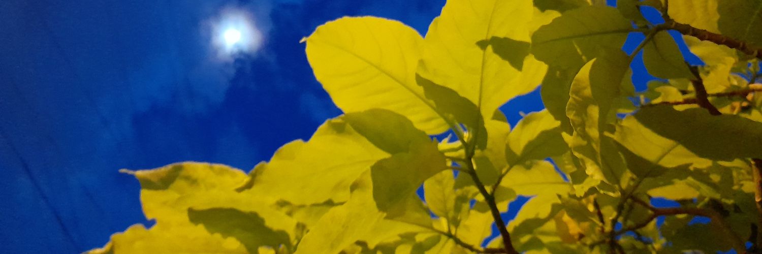 dbatchak's profile banner image