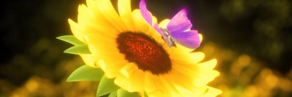 ABC7JulieSone Profile Banner