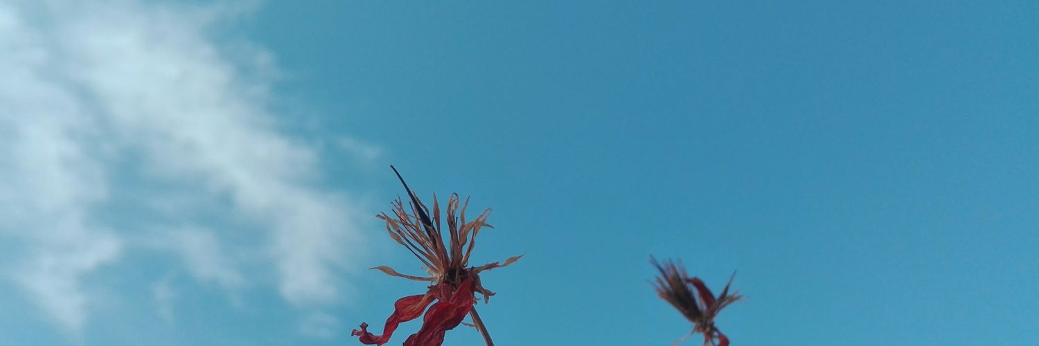 dnicoct's profile banner image