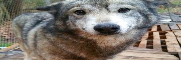 heartstufffed Profile Banner