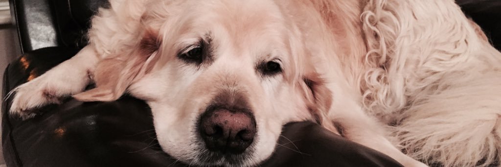 cfoleyirl's profile banner image