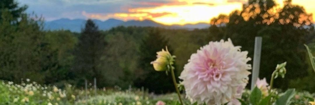 Alisha banner