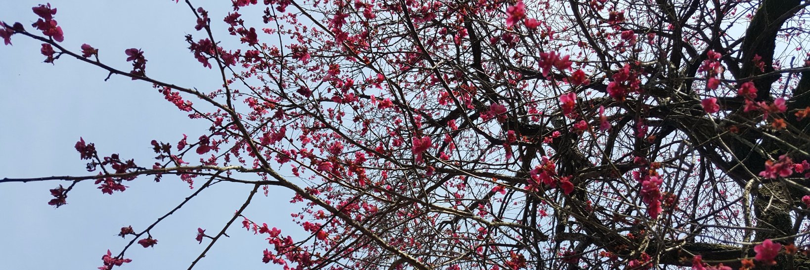 limji_'s profile banner image