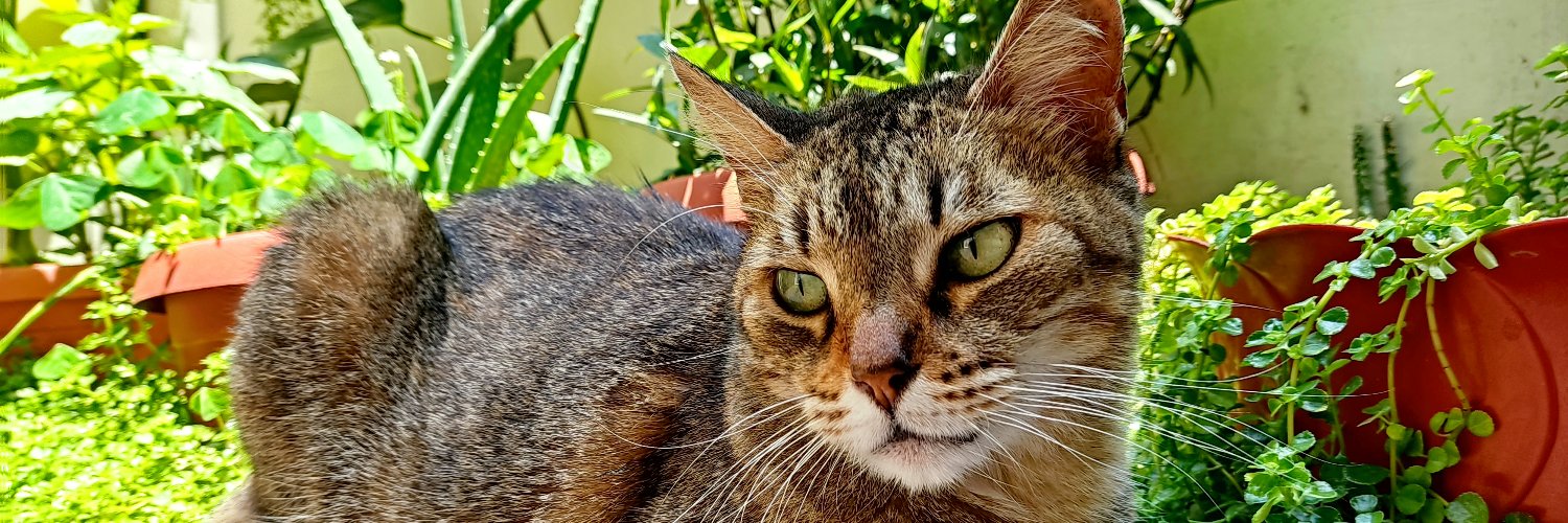 mcanizar's profile banner image