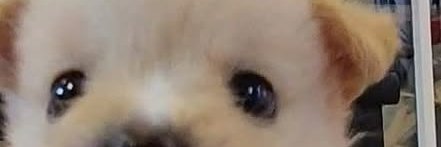 sado banner