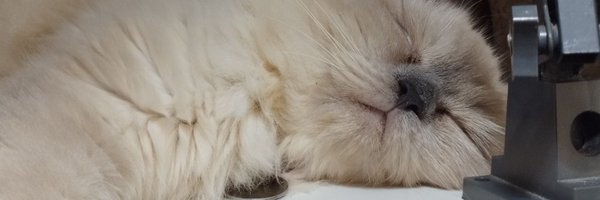 Judebluepoints Profile Banner