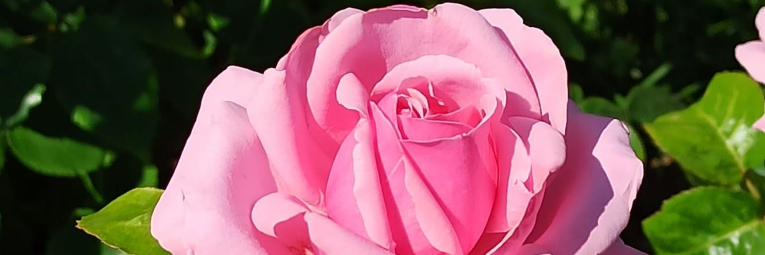 roseta54's profile banner image