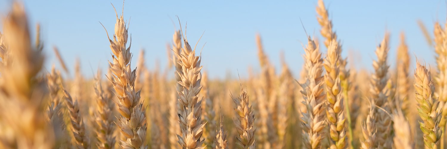 SakuofBread🌸🥖🌾 banner