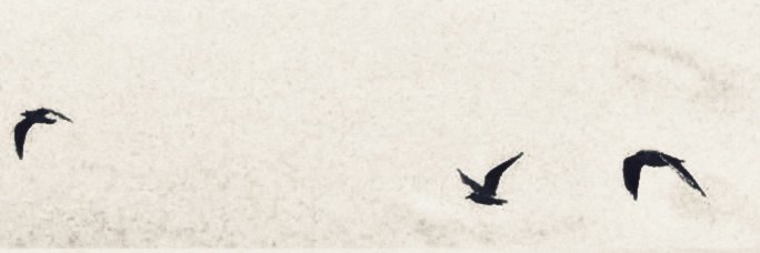 SAJATRA DJIWA. banner