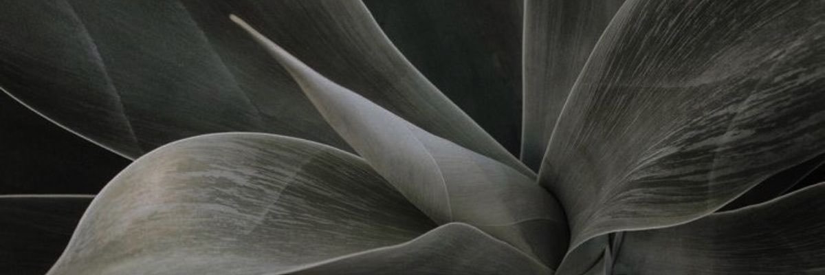 ellbgross's profile banner image