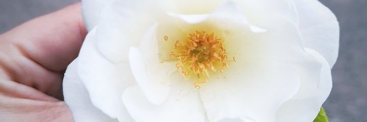katyfloresss's profile banner image
