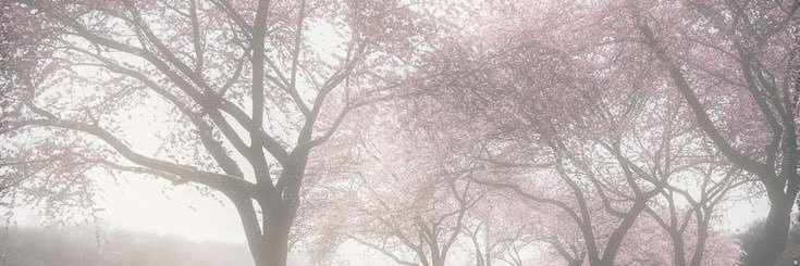 lyzx banner