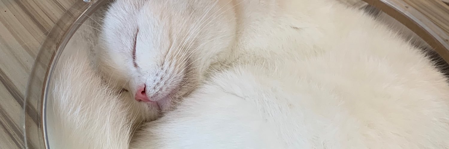 pipoo_S8T's profile banner image