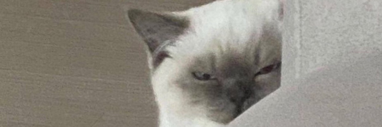 ࿆  ☠️ 𓆇 phantom femme phememe banner