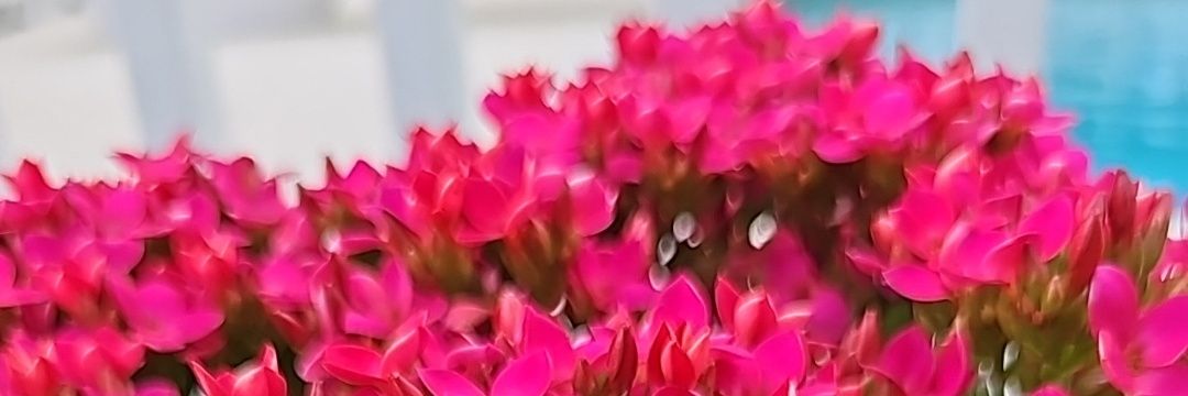 MarysGarden🌺🌼🪴❤️'s banner