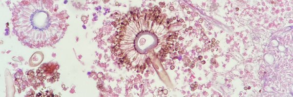 surgpathcases Profile Banner