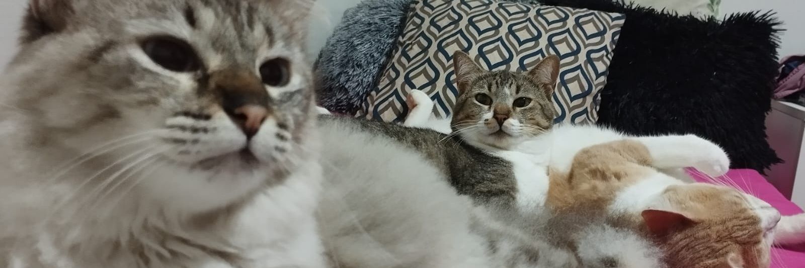 tsmtltt's profile banner image
