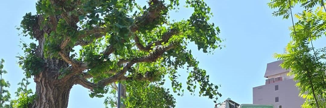 أركيوبتركس banner