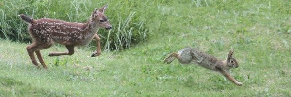 Deerpostss Profile Banner