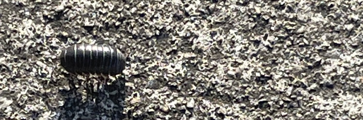 slug calamity banner