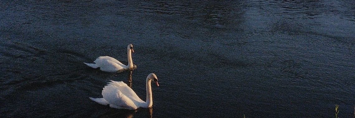 w7lll1's profile banner image