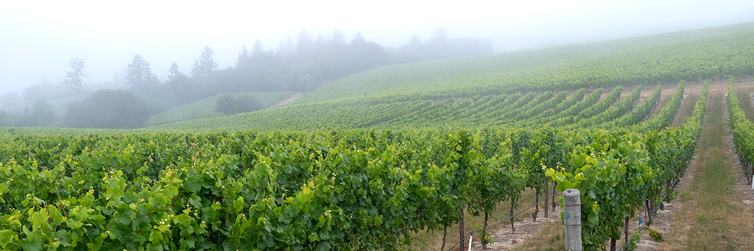 MacPhail Wines banner