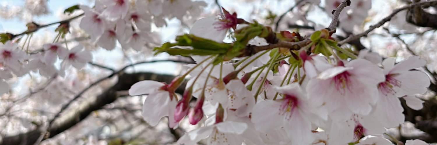anpippidayo's profile banner image