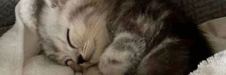 ¹⁰ banner