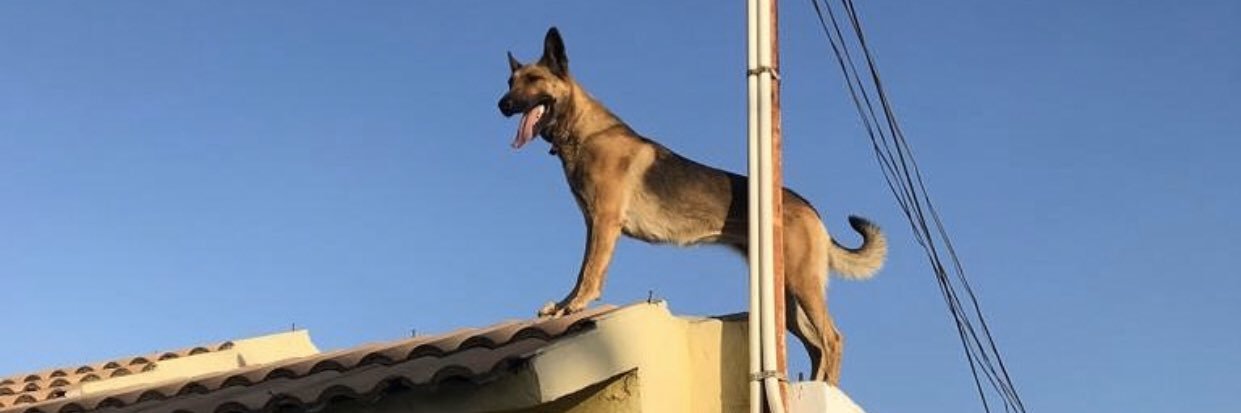 SALBAA's profile banner image