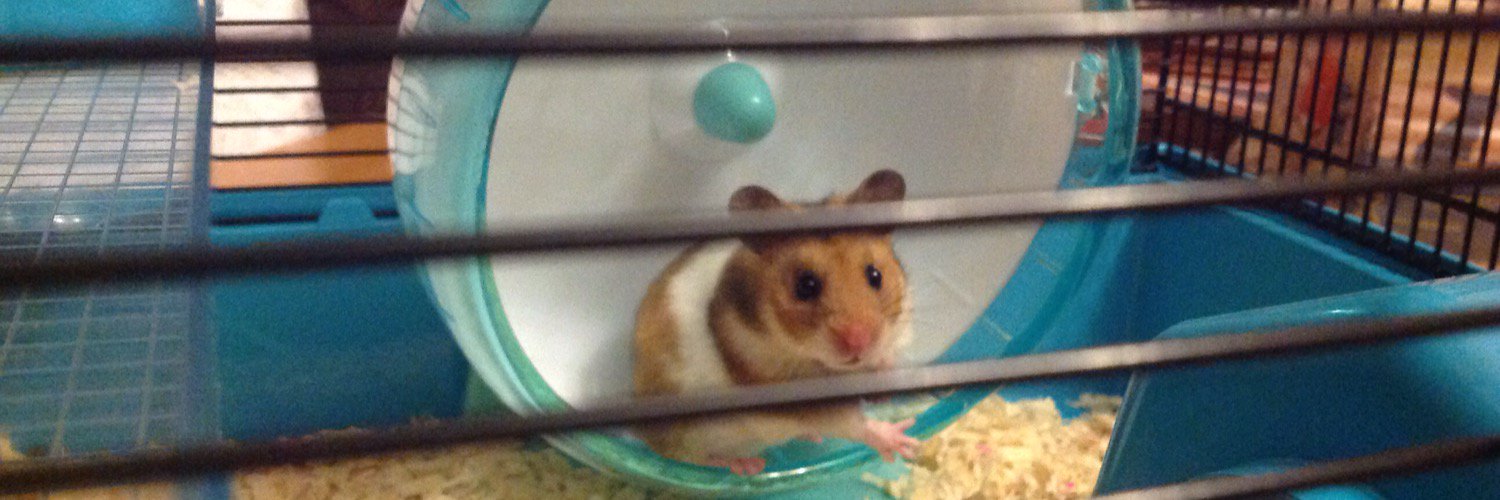 BuddyHamster's profile banner image