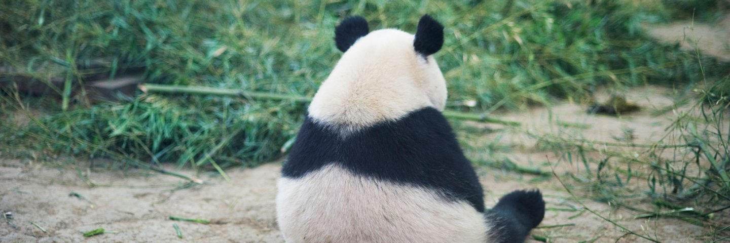 浑身是宝大熊猫 banner