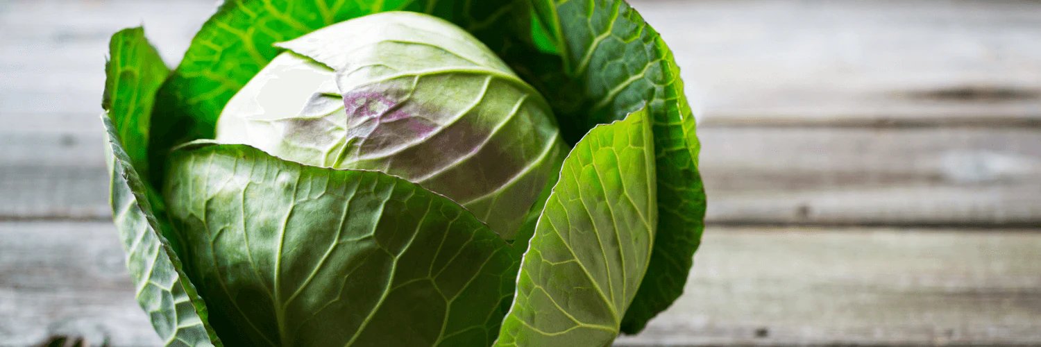 One Cabbage (@onecabbagesol) / Posts / X