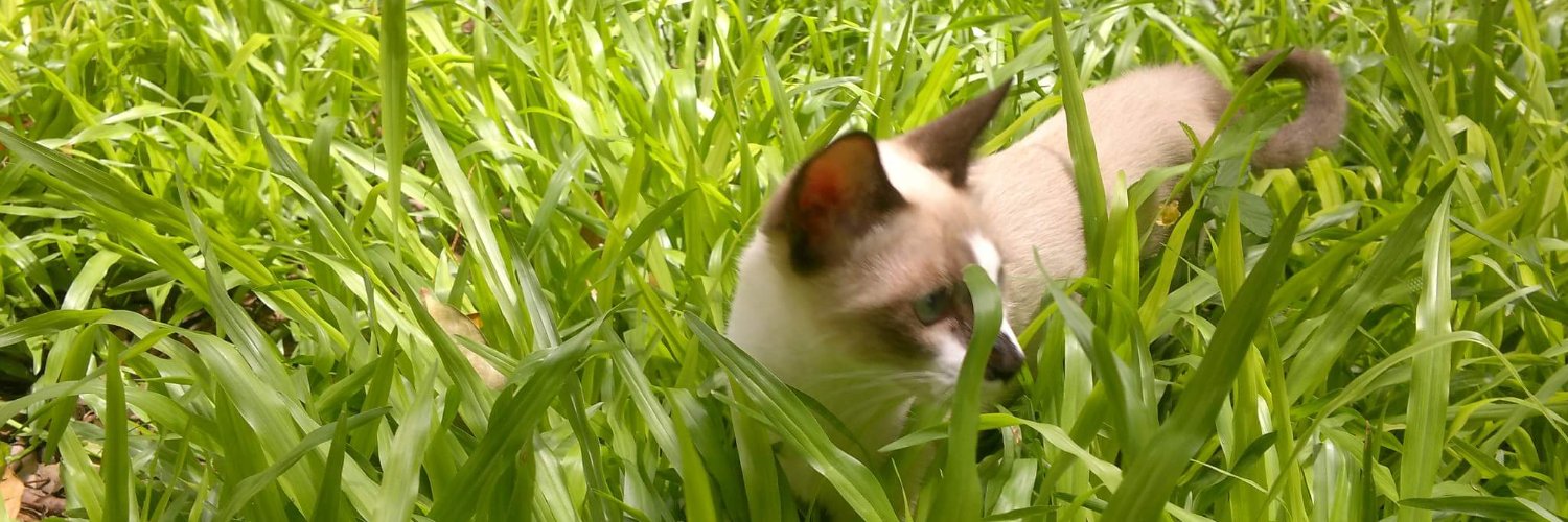 Heber Gamarra banner