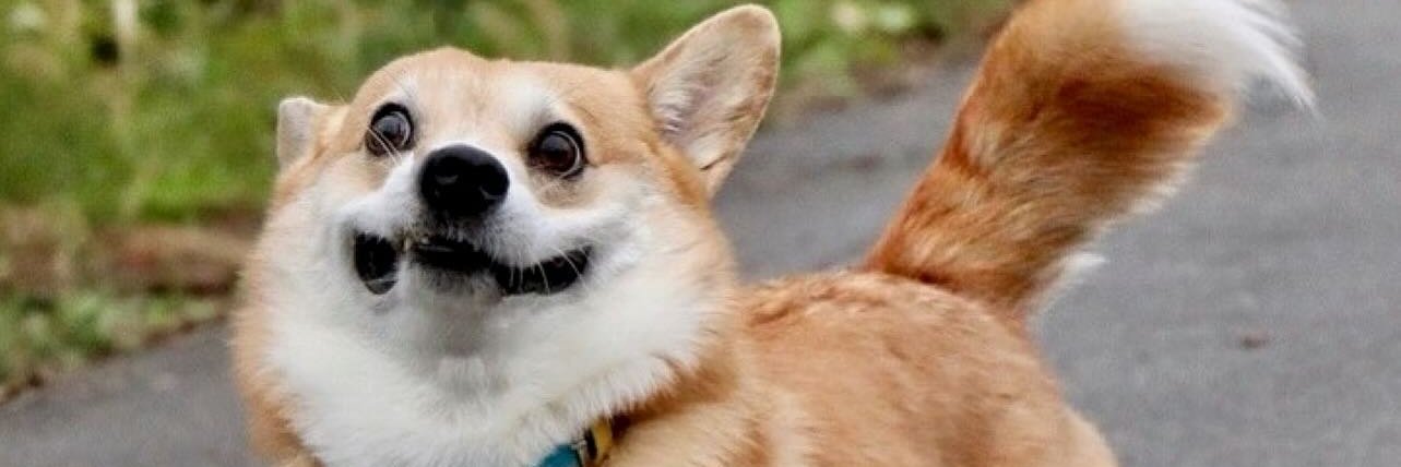 Naru | LASTECHO banner