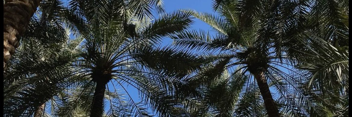 🌴 banner