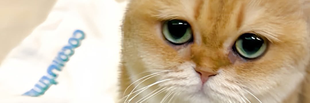 brother_main (angy) banner