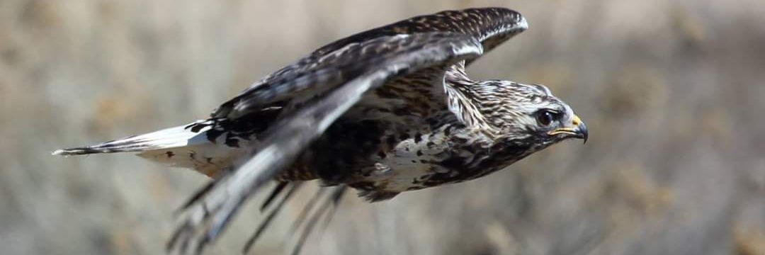 BirdsofPreyCO's profile banner image