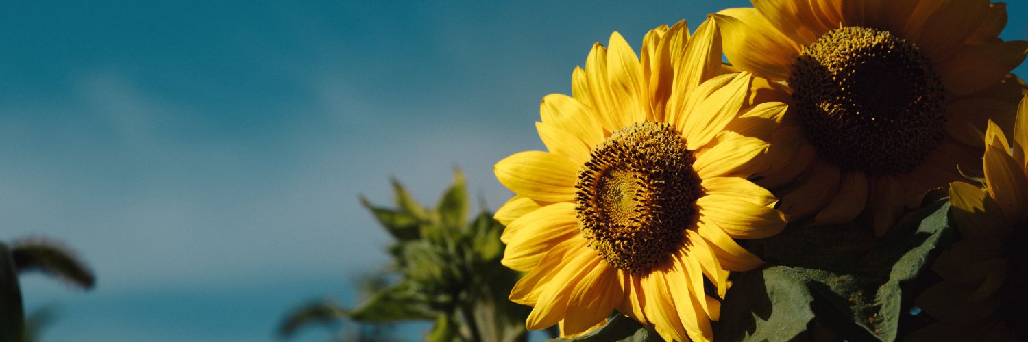 sugerin_live's profile banner image