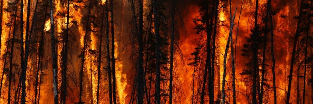 Tree Hater banner