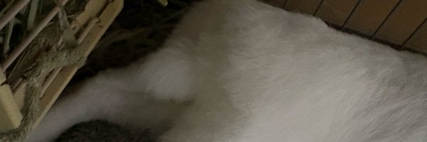 popopo00poo Profile Banner