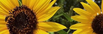 frannncesqa's profile banner image