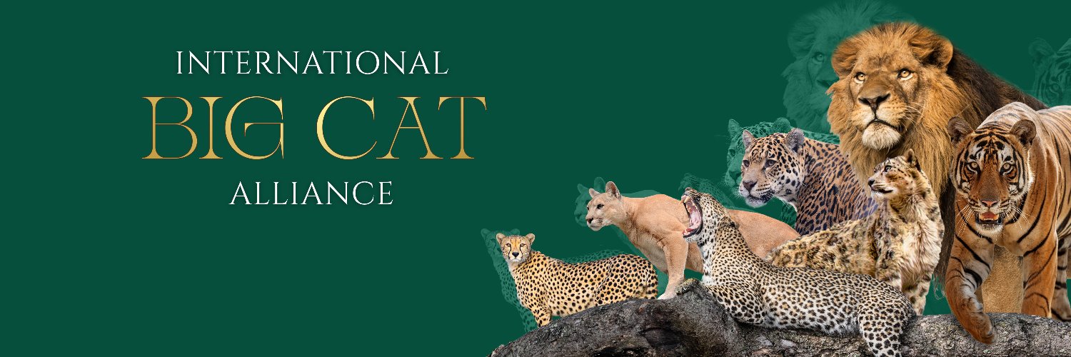 International Big Cat Alliance (IBCA)'s banner