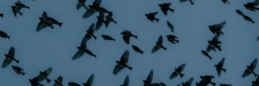 ⁎*𝘚𝘞𝘌𝘌𝘛𝘊𝘙𝘌𝘈𝘔ﾟ. banner