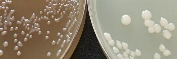 biotecmicrob Profile Banner