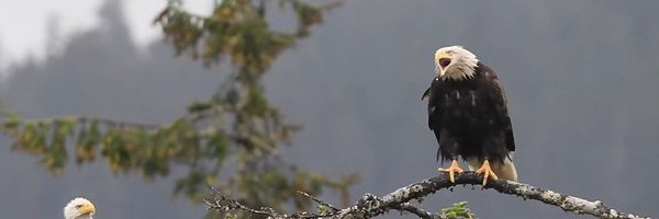 Ata726528677652 Profile Banner