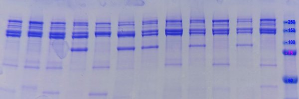 yhsia_ipd Profile Banner