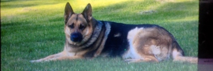 Cat lll Critical banner