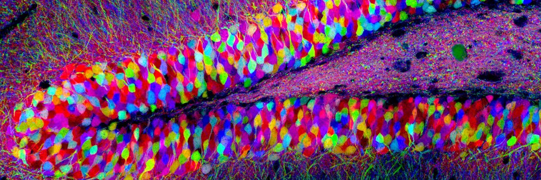 NeuroNerdette's profile banner image