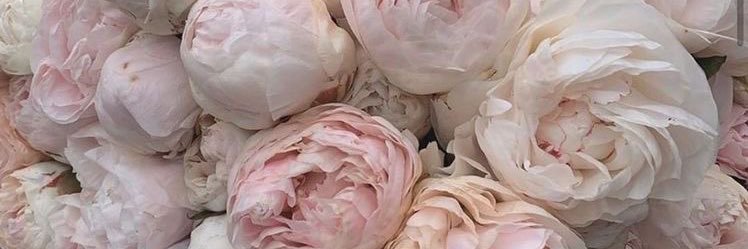 𐙚˚𝓓𝓪𝓶𝓵𝓪 banner